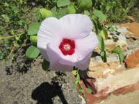 Alice Springs - ANZAC Denkmal
