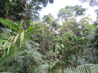 Kuranda - Seilbahnfahrt - Regenwaldwalk