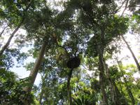 Kuranda - Seilbahnfahrt - Regenwaldwalk