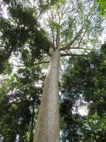 Kuranda - Seilbahnfahrt - Regenwaldwalk