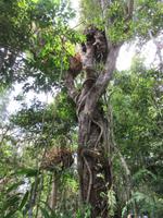 Kuranda - Seilbahnfahrt - Regenwaldwalk