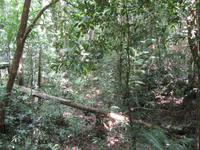 Mossmanschlucht Spaziergang