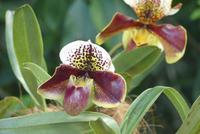 Singapur, Botanischer Garten