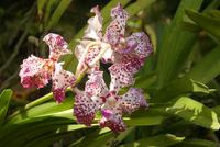 Singapur, Botanischer Garten