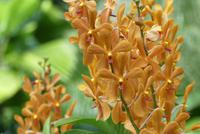 Singapur, Botanischer Garten