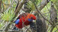 Blue Mountains, Pennant-Sittich (Crimson Rosella)