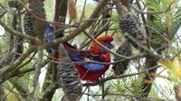 Blue Mountains, Pennant-Sittich (Crimson Rosella)