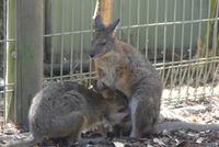 Wallabies im Featherdale Wildlife Park