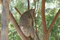 Koala im Featherdale Wildlife Park
