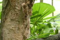 Papierbaum im Tjapukai Cultural Park