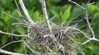 Nest des Mangrovenreihers