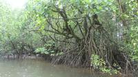 Daintree River, Mangroven