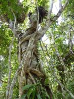 158 Cairns - Regenwald
