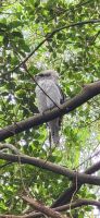 165 Kookaburra, der lachende Hans