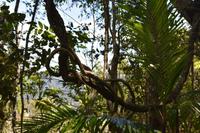 Regenwald nahe Palm Cove