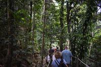 Regenwald nahe Palm Cove