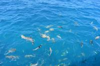 Segeltörn und Schnorcheln am Great Barrier Reef