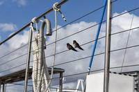 Segeltörn und Schnorcheln am Great Barrier Reef