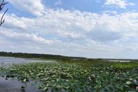 Lotusblüten - Fogg Dam 