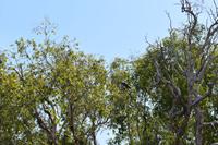 Yellow Water - Adler