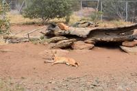 Desert Park - Larapinta