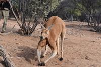 Desert Park - Larapinta
