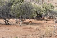 Desert Park - Larapinta