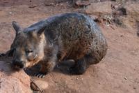 Featherdale Wildlife Park 