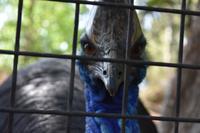 Featherdale Wildlife Park 