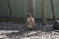 Featherdale Wildlife Park 