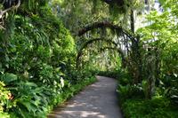 Stadtrundfahrt Singapur - Orchideengarten