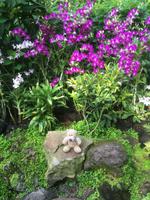 Stadtrundfahrt Singapur - Orchideengarten