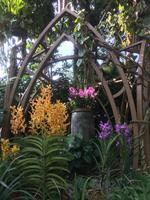 Stadtrundfahrt Singapur - Orchideengarten