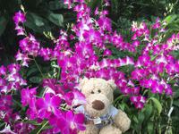 Stadtrundfahrt Singapur - Orchideengarten