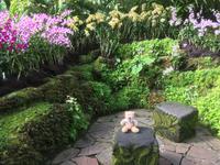 Stadtrundfahrt Singapur - Orchideengarten