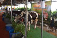 Stadtrundfahrt Singapur - Orchideengarten