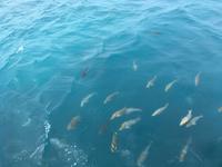 Ausflug zum Great Barrier Reef - Fischfütterung