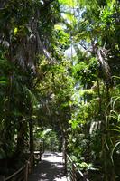 Fahrt mit der Skyrail - Über den Dächern des Regenwalds