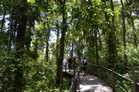 Fahrt mit der Skyrail - Über den Dächern des Regenwalds