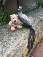 Ausflug in die Blue Mountains