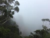 Ausflug in die Blue Mountains - Drei Schwestern im Nebel