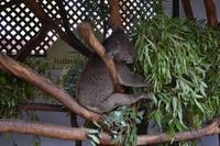 Featherdale Wildlife Park - Koalas