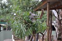Featherdale Wildlife Park - Koalas