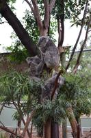 Featherdale Wildlife Park - Koalas