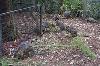 Featherdale Wildlife Park