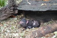 Featherdale Wildlife Park - Tasmanischer Teufel