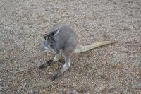 Featherdale Wildlife Park