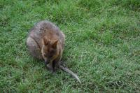 Featherdale Wildlife Park - Quakka