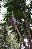 Featherdale Wildlife Park - Koalas