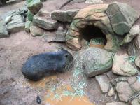 Featherdale Wildlife Park - Wombat